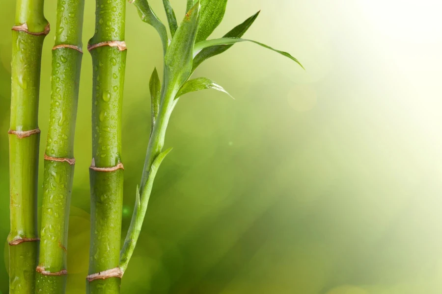 Bambus za ljepotu: dobrobiti ovog moćnog dodatka